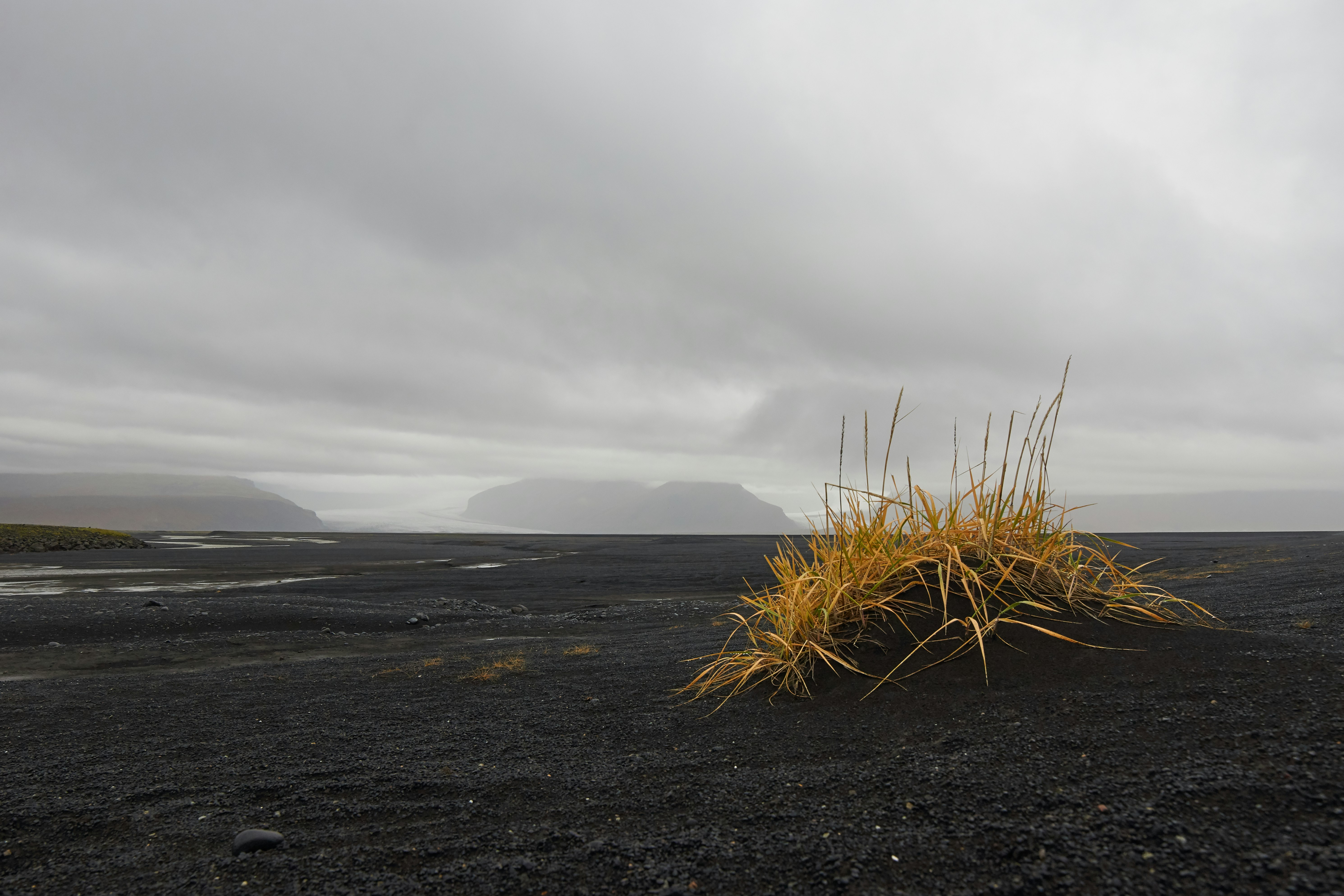 green grass on sand under cloudy sky